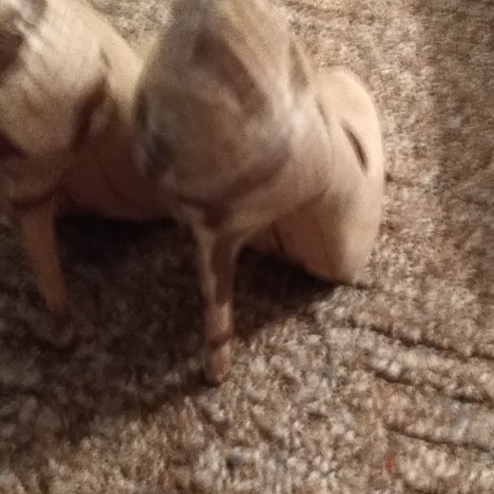Shoes - Picture 2 of 4